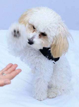 Doggie Fringed Genuine Leather Jacket - Handmade in USA #DC2402FCK