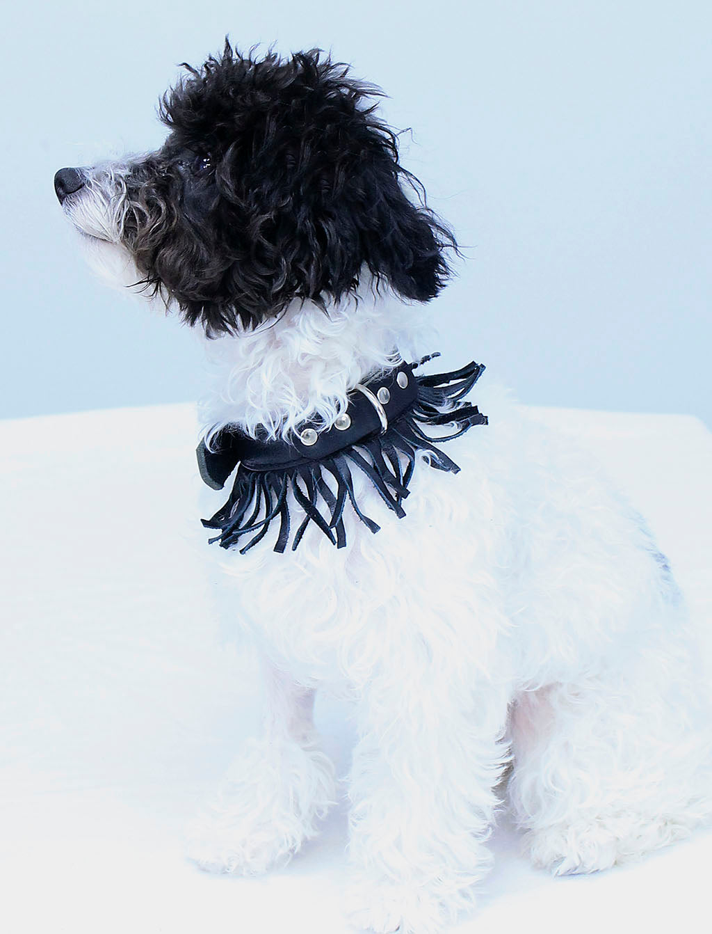 Leather Dog Collar with Fringe #DC24030FK